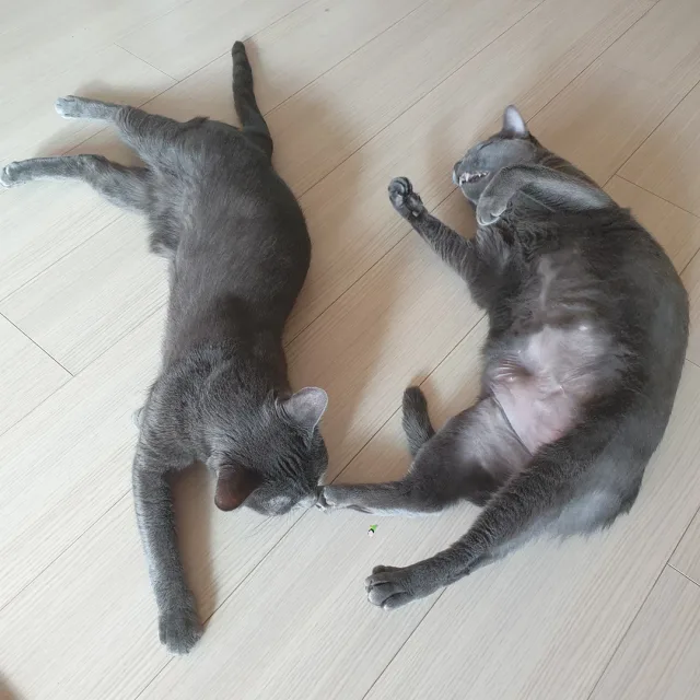 냐옹