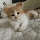 흑당솜사탕