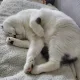 해물포차