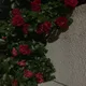 오리오리오리용