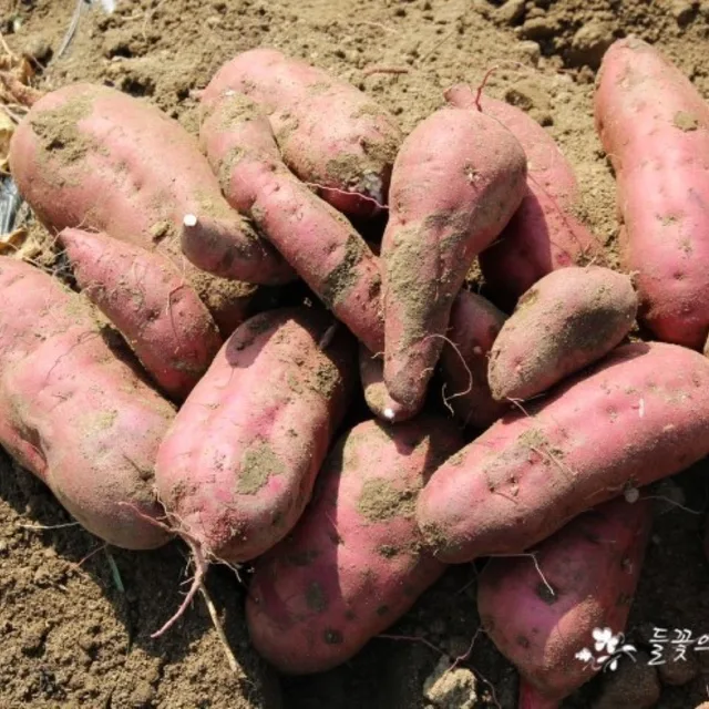 고구마맛집