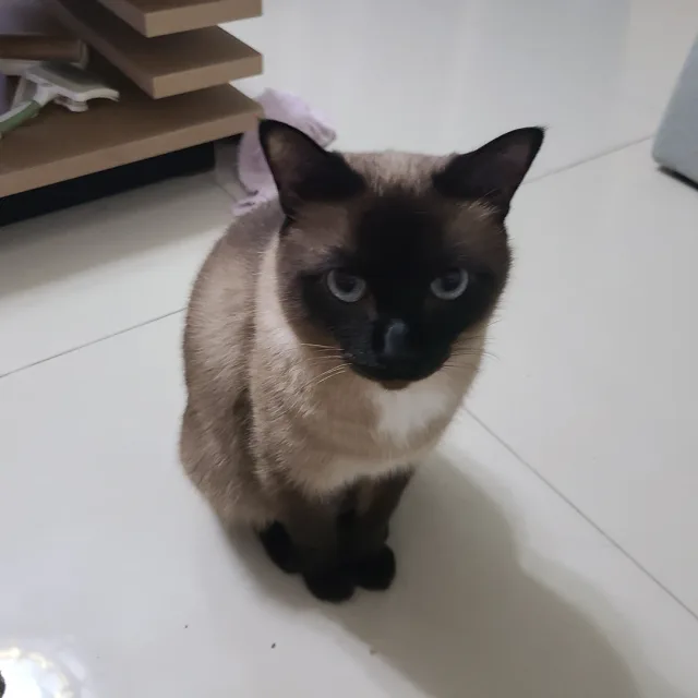 던던댄스