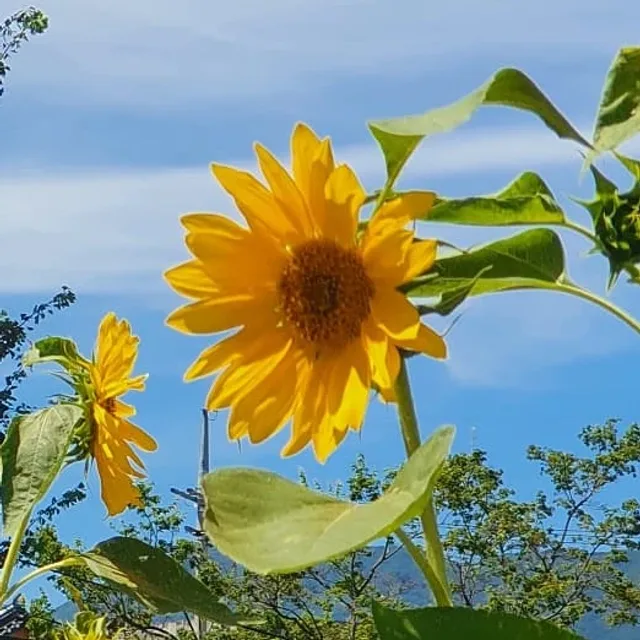 이도도