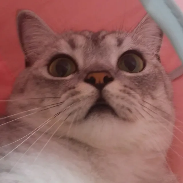 오구