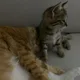 예찌