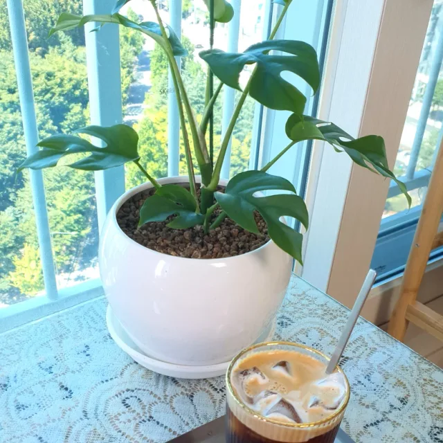 몬스테라