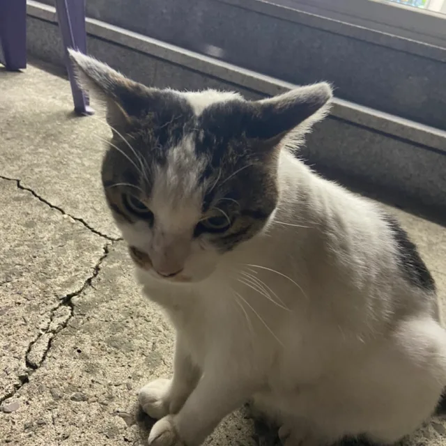 정주앵갱