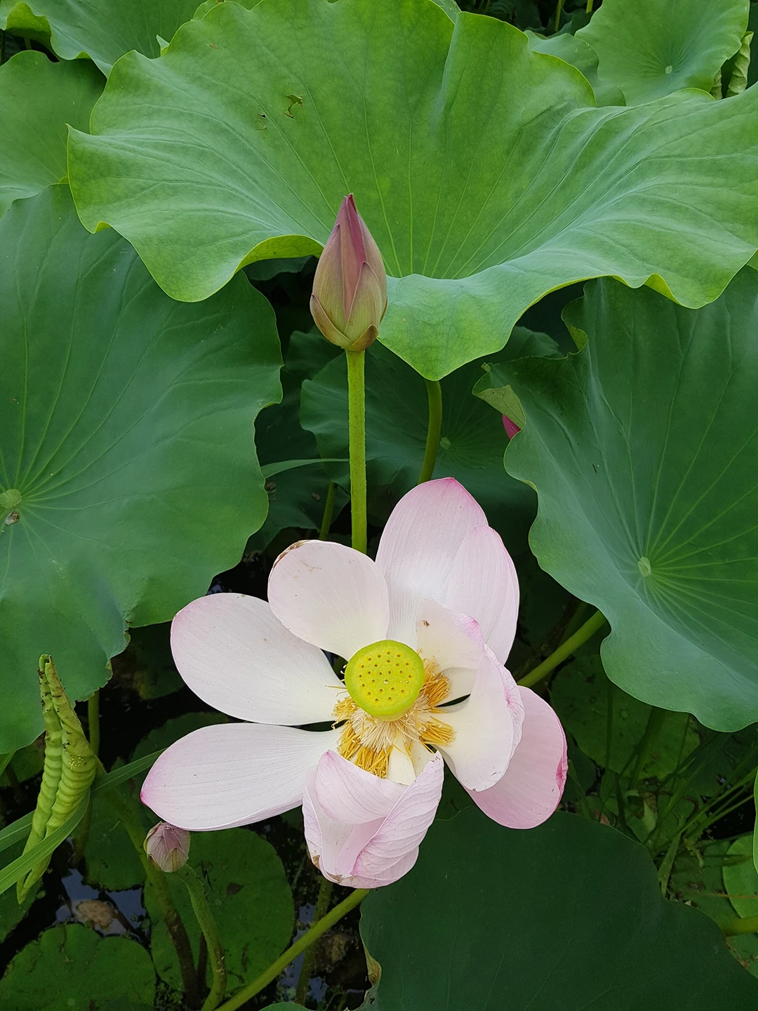 야후