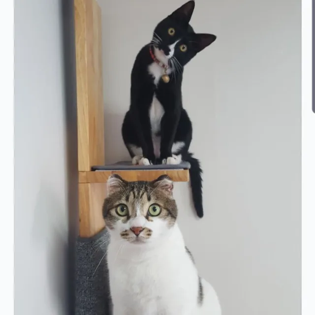 뽀야