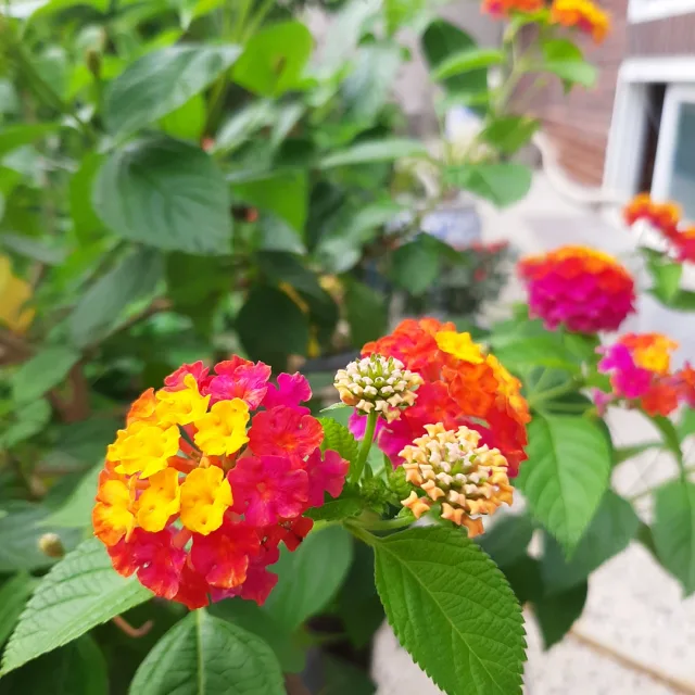 꽃길로
