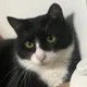 진진자