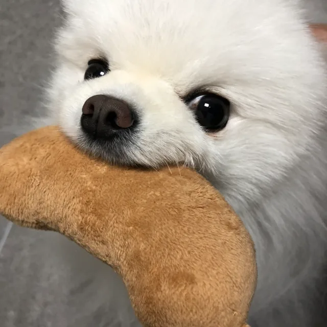 얼음먹는하누
