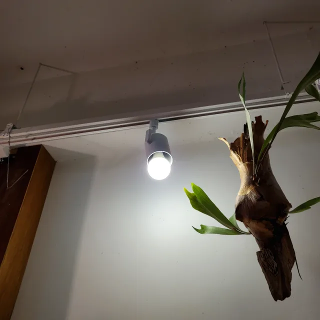 델루카