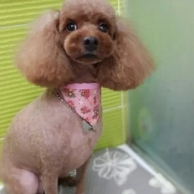스크루바