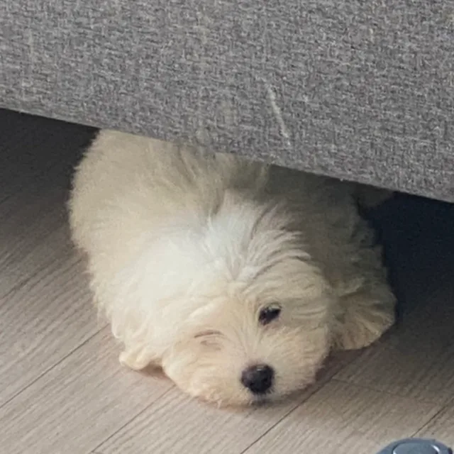 마요네즈