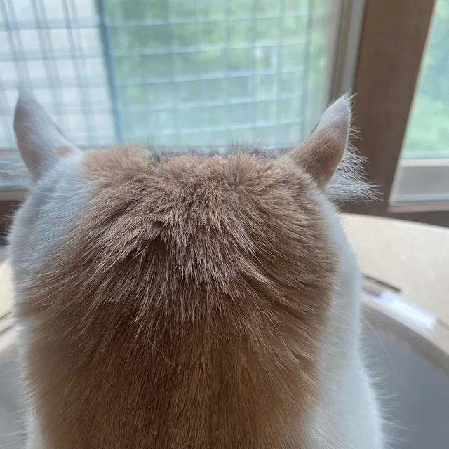 박대