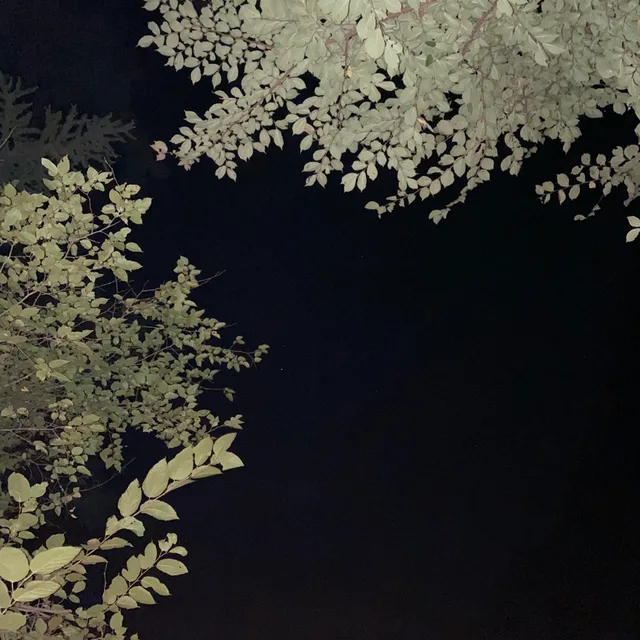 제리코