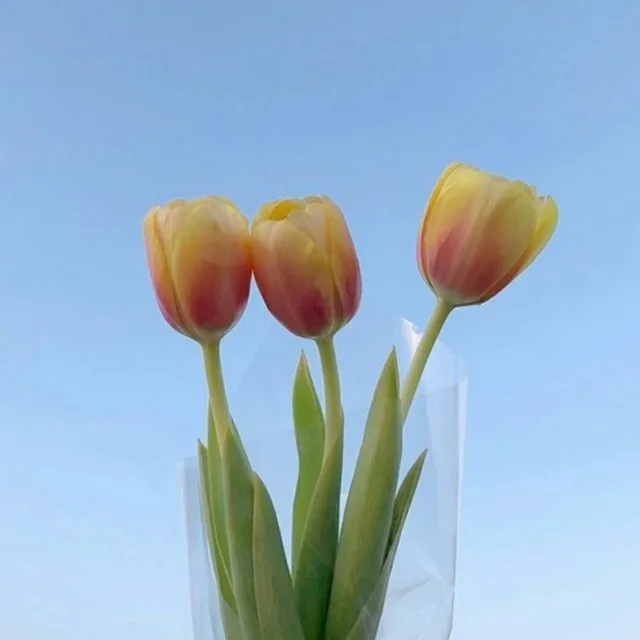 Hpy3