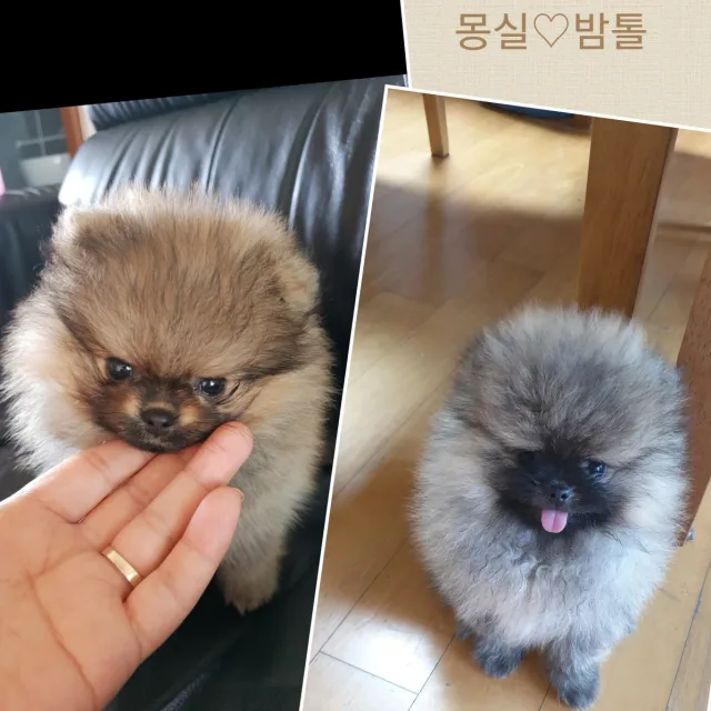올리브