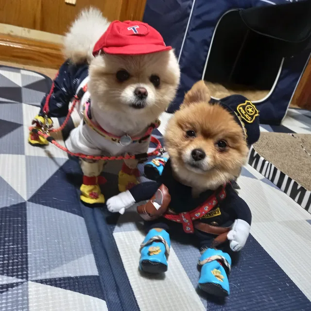 봄동네
