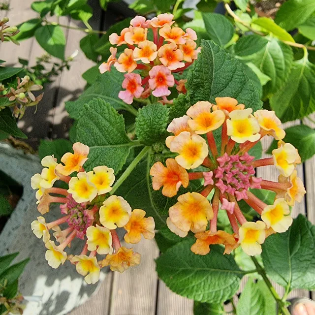 젤리집사