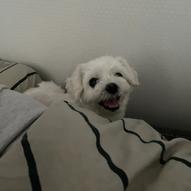 윰뱀