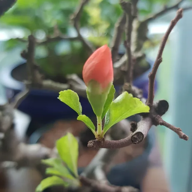 논공