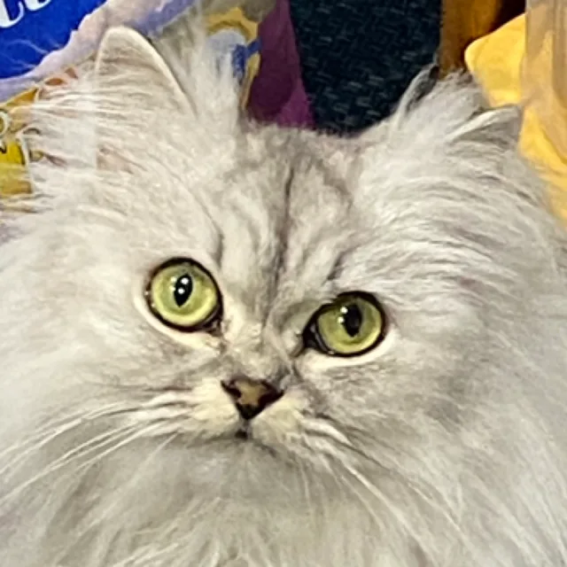 김먼지맘