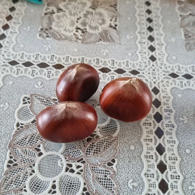 도토리낭자