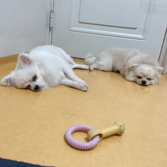 쌍거