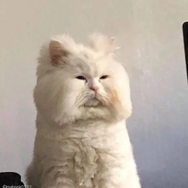 인천불도저