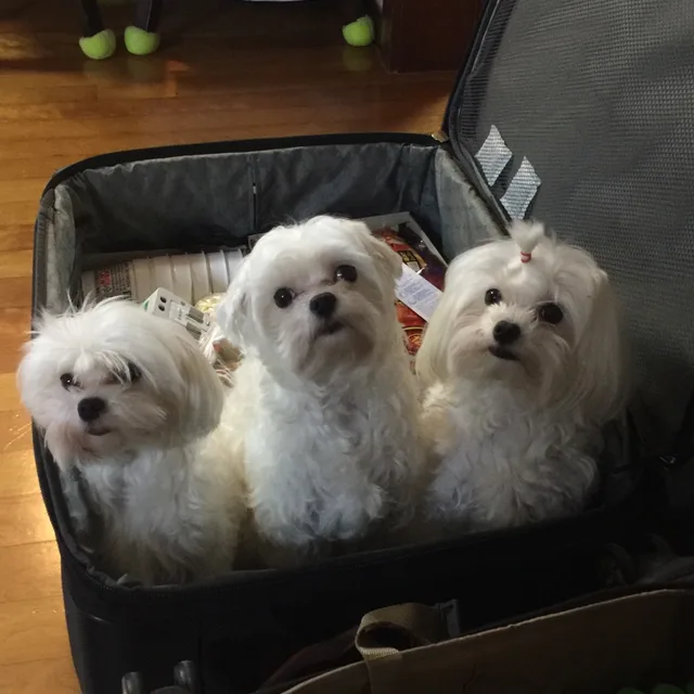 첼로