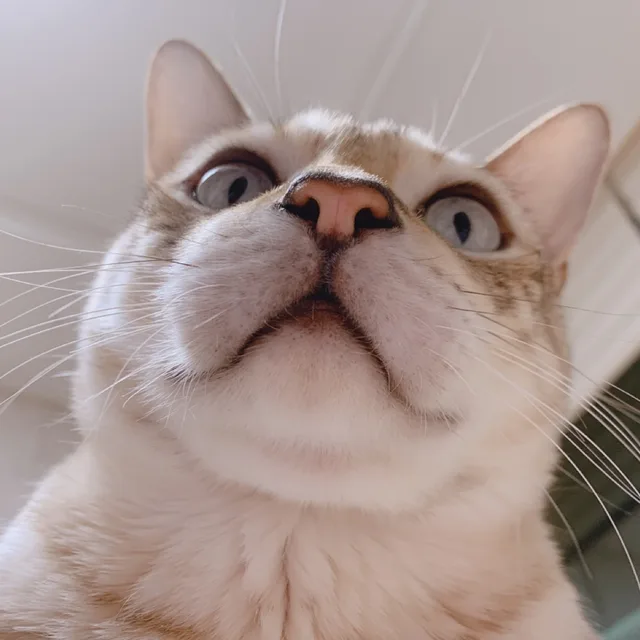 앙순