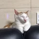 오트밀
