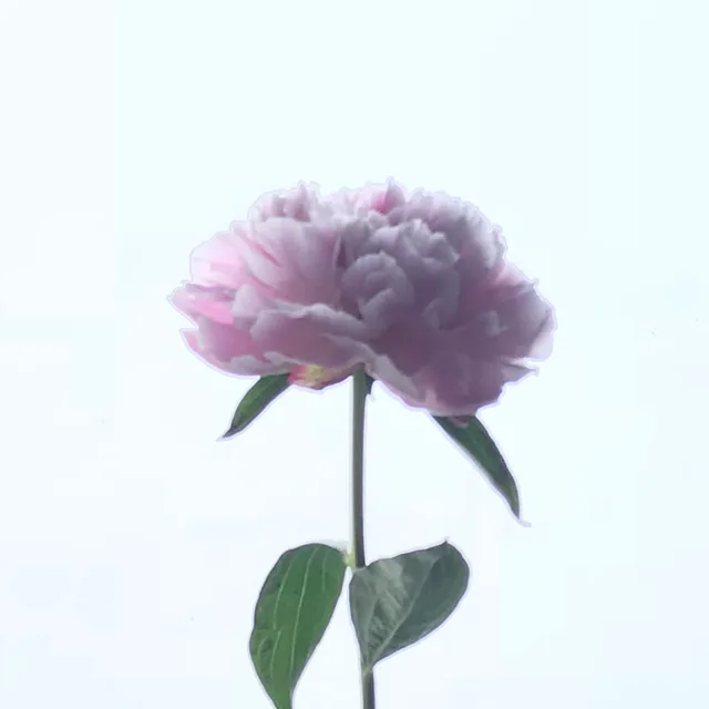 플레