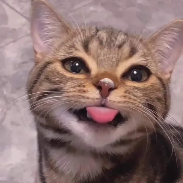 냐앙