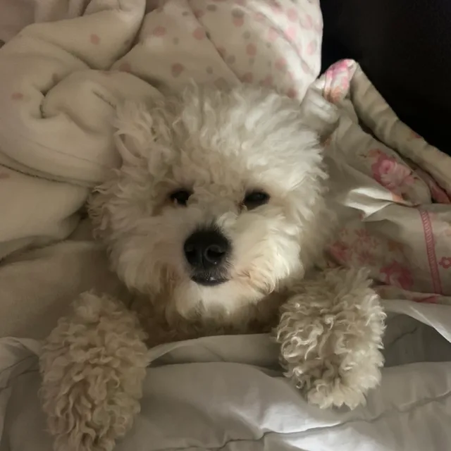 야놀장