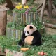 푸바오