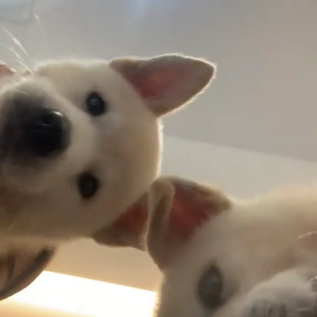 옹심이