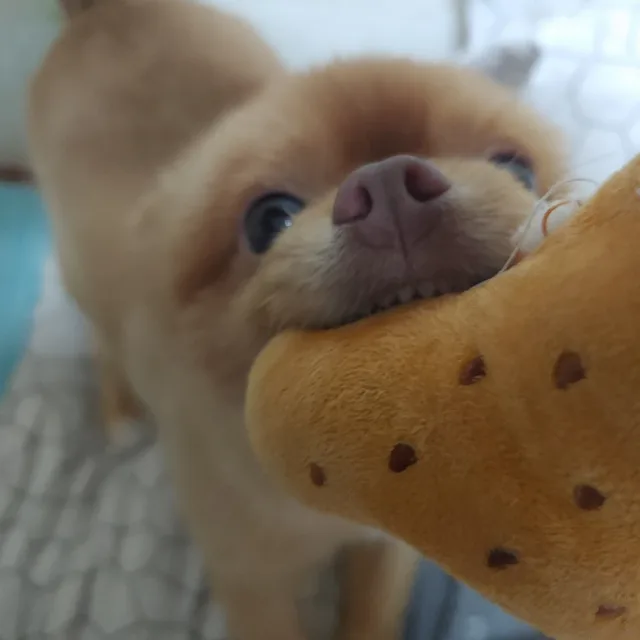 네모네모빔