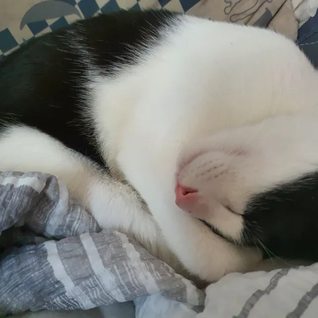 설탕