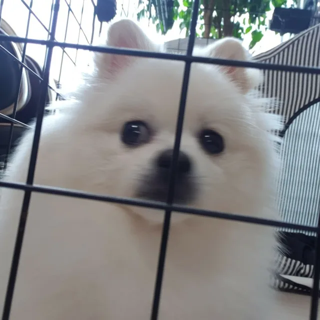 당근당근이