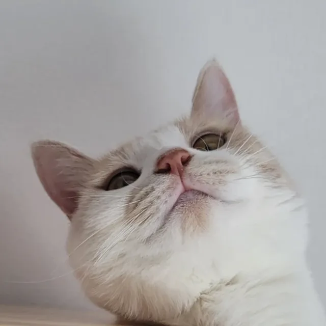 당근잼