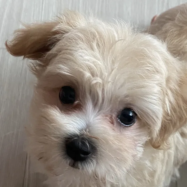 은동이