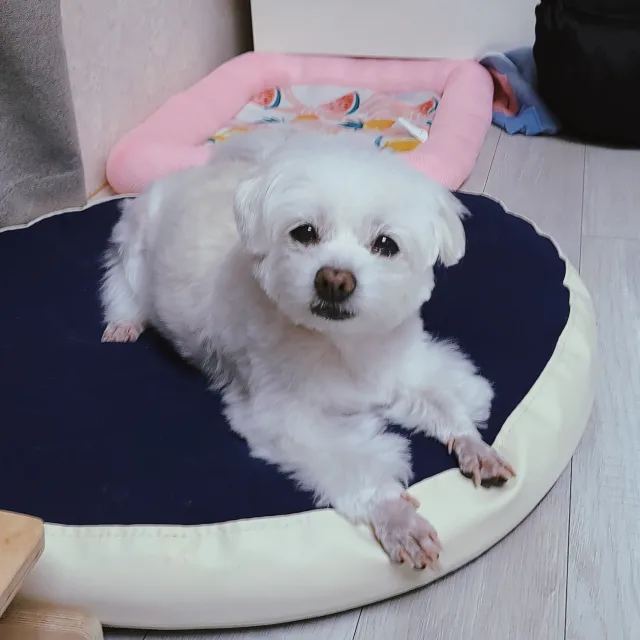 척척박사김