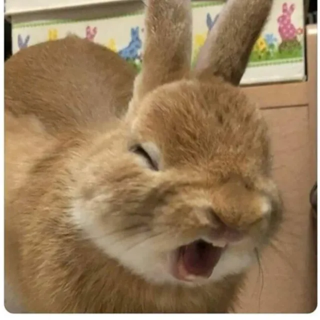 당근이지