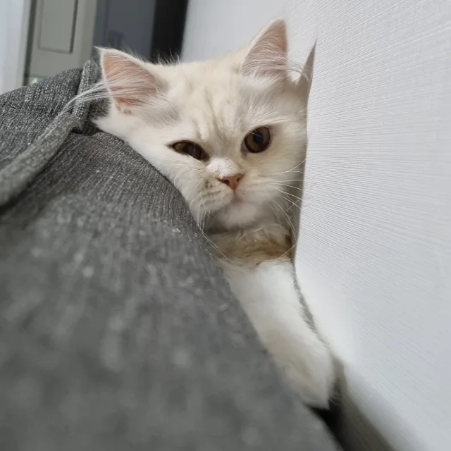 엄마배고파