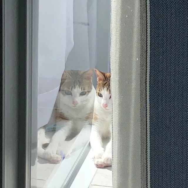 핸맘
