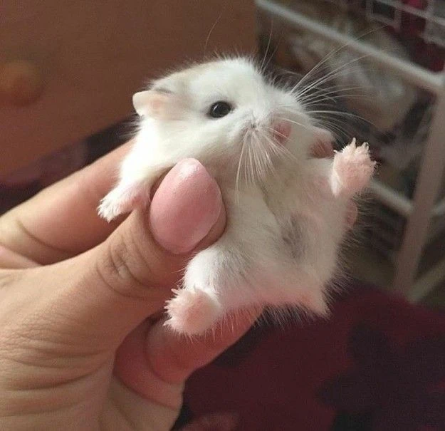 데덴네