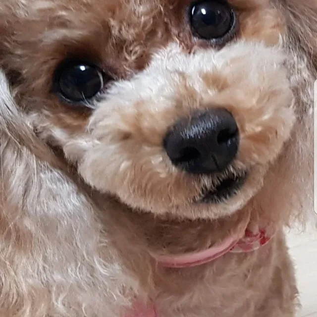 귀염둥이